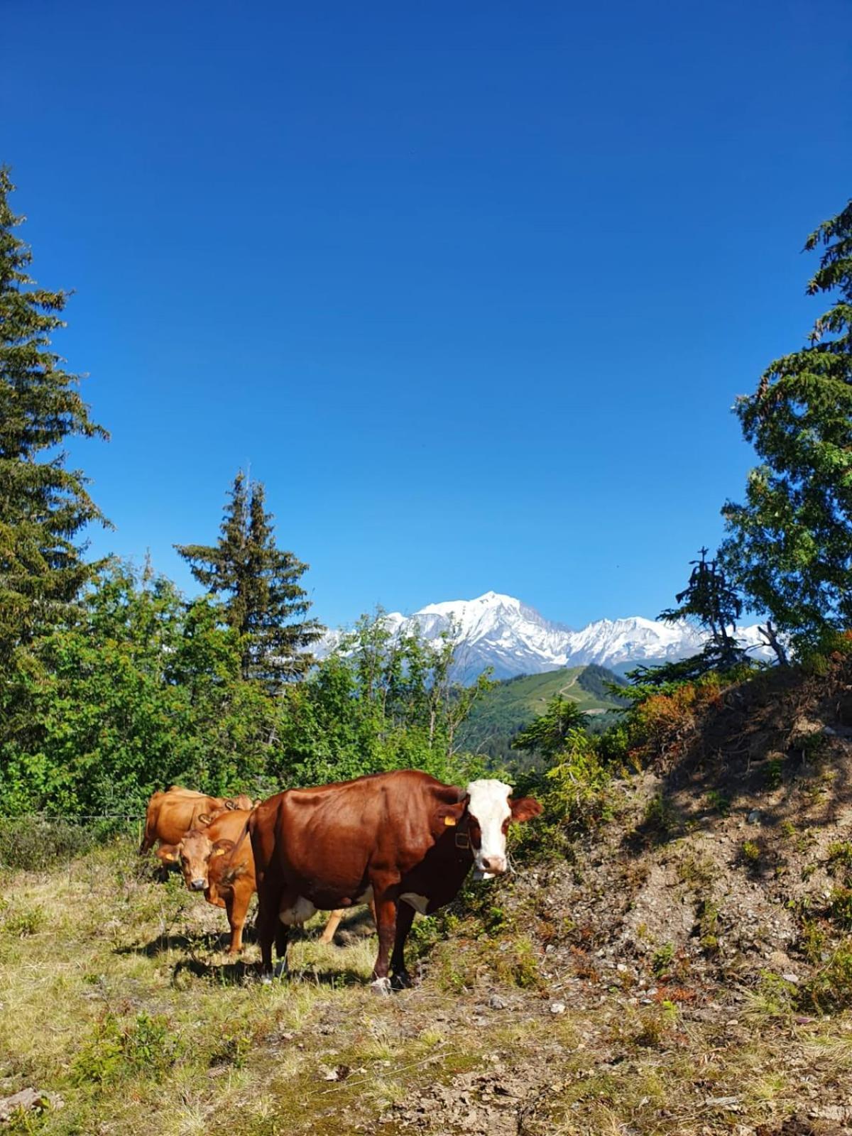 Appartement La Duchere Le Plan-La Giettaz Massif Des Aravis מראה חיצוני תמונה